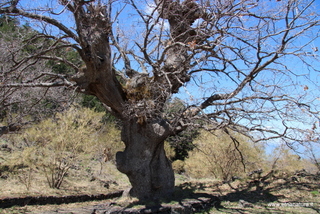 Roverella del Bivio